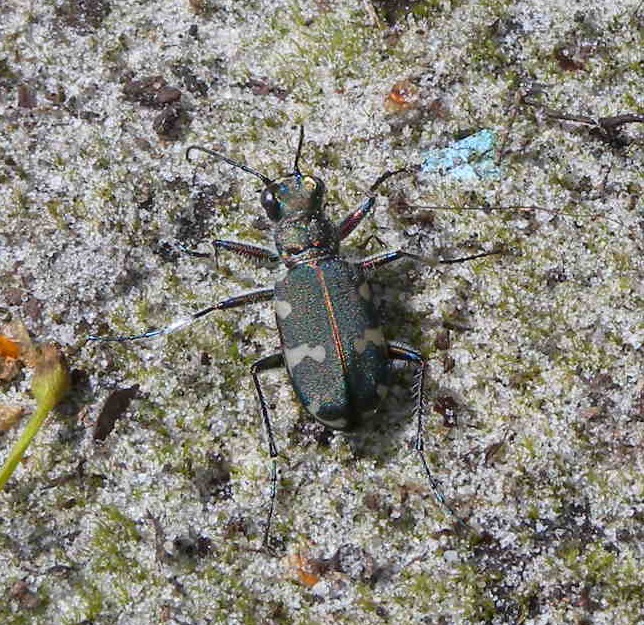 Cicindela olandese